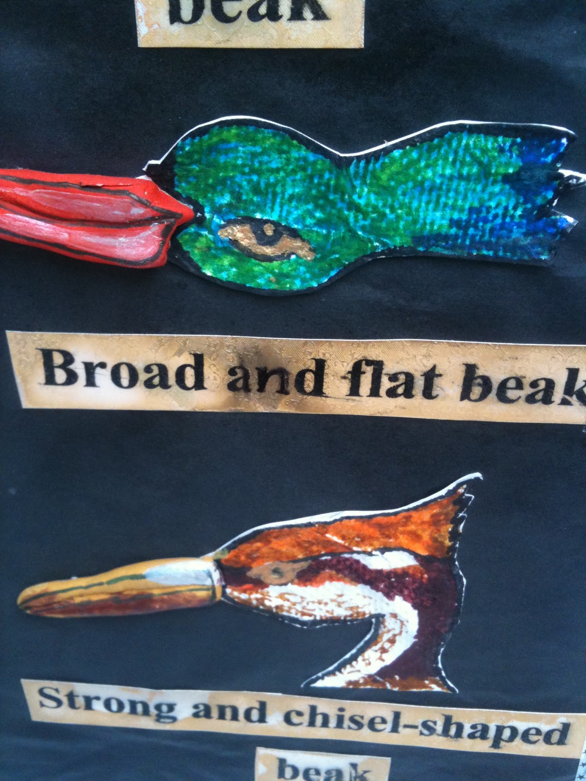 Bbps (Bal Bharati Public School), Rohini Different types of Beaks by