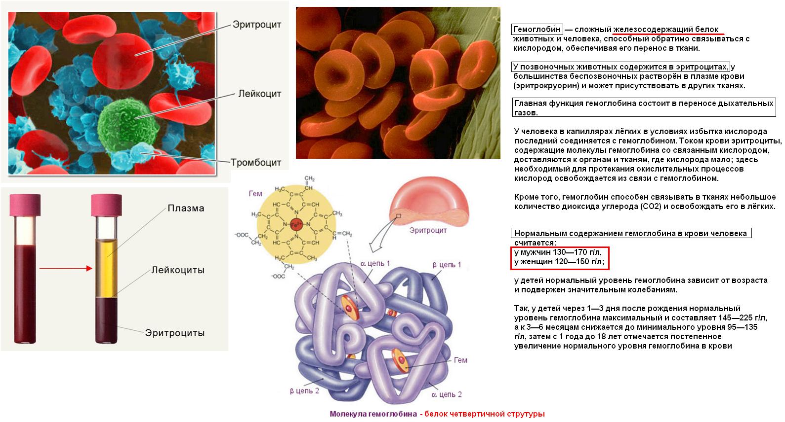 Форменные элементы крови человека. Эритроциты соединительная ткань форменные элементы. Нейтрофильный гранулоцит электронограмма. Сегментоядерный нейтрофильный гранулоцит электронограмма. Эритроциты соединительная ткань форменные элементы.