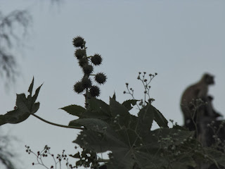 a hanuman langur visible in background