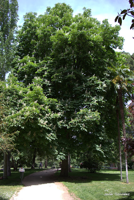 Parque del Retiro de Madrid. Itinerario 4. El Campo Grande.