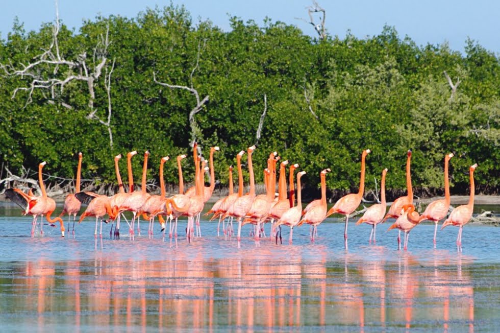 Campeche Messico Isla Arena di Calkini: Riserva della Biosfera di Uccelli. Campeche Messico Isla Arena di Calkini: Riserva della Biosfera di Uccelli.