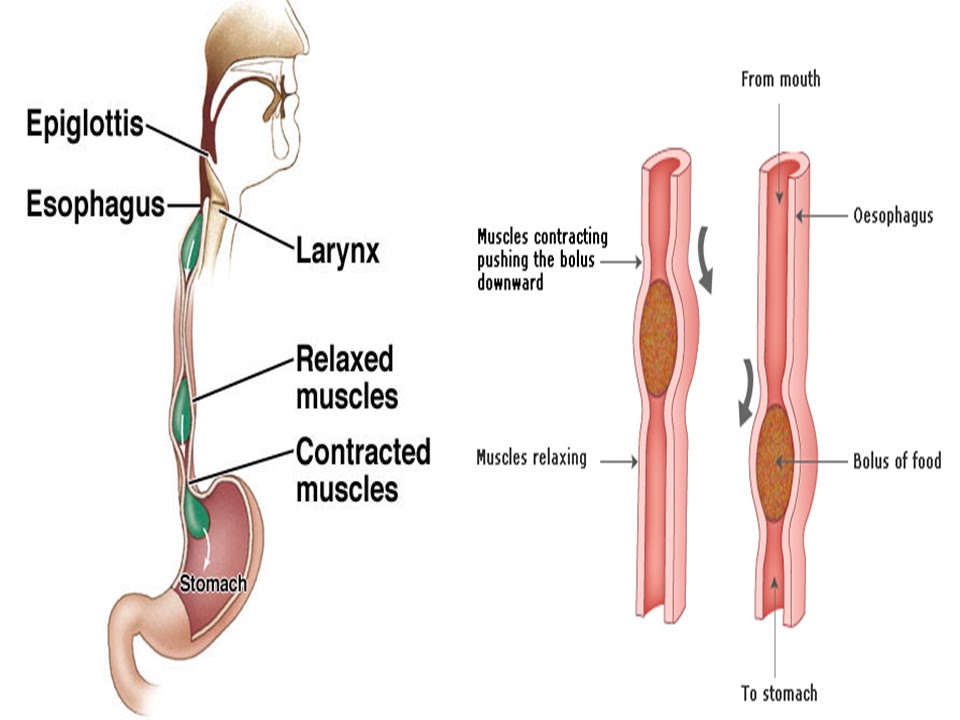 SONU ACADEMY HUMAN DIGESTIVE SYSTEMPART 2