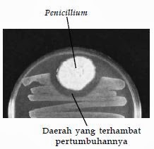 Penicillium mengeluarkan antibiotik penisilin yang menghambat pertumbuhan bakteri