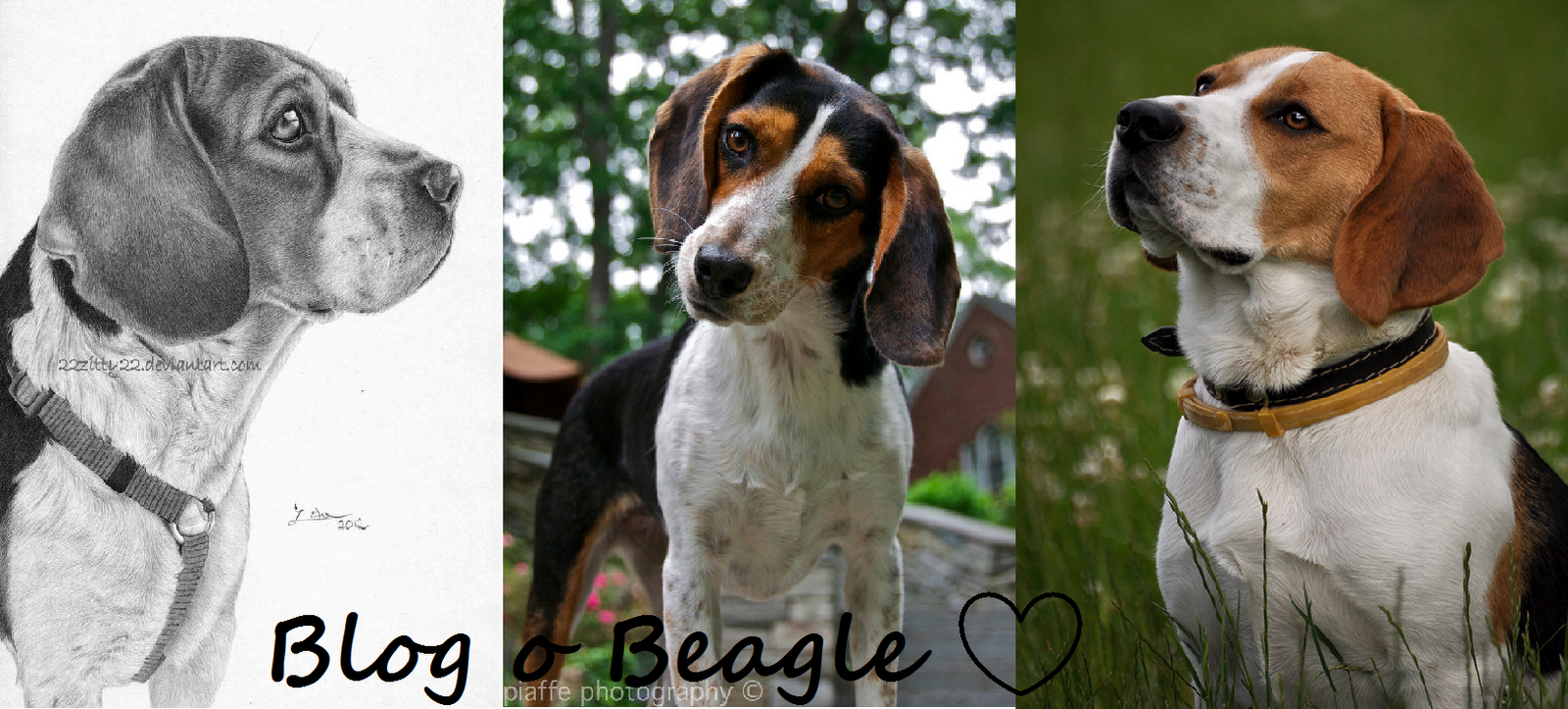 Beagle -najlepsi przyjaciele!
