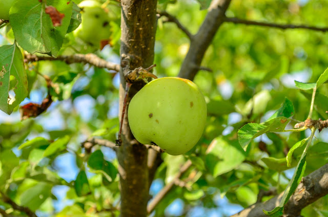 Green Organic Apple from Mariovo Region