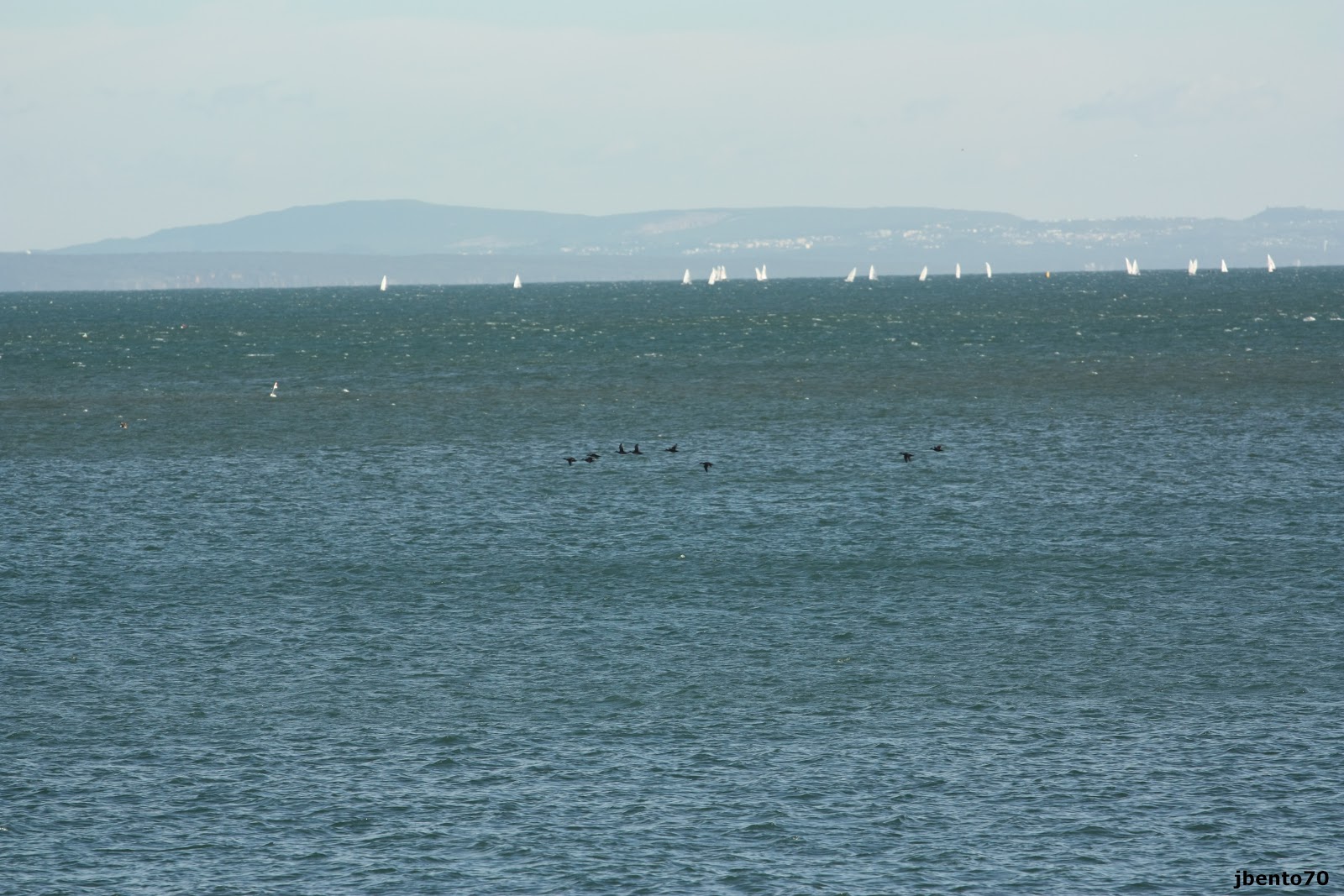 Birding Cascais / Common Scotter (Melanitta nigra) na