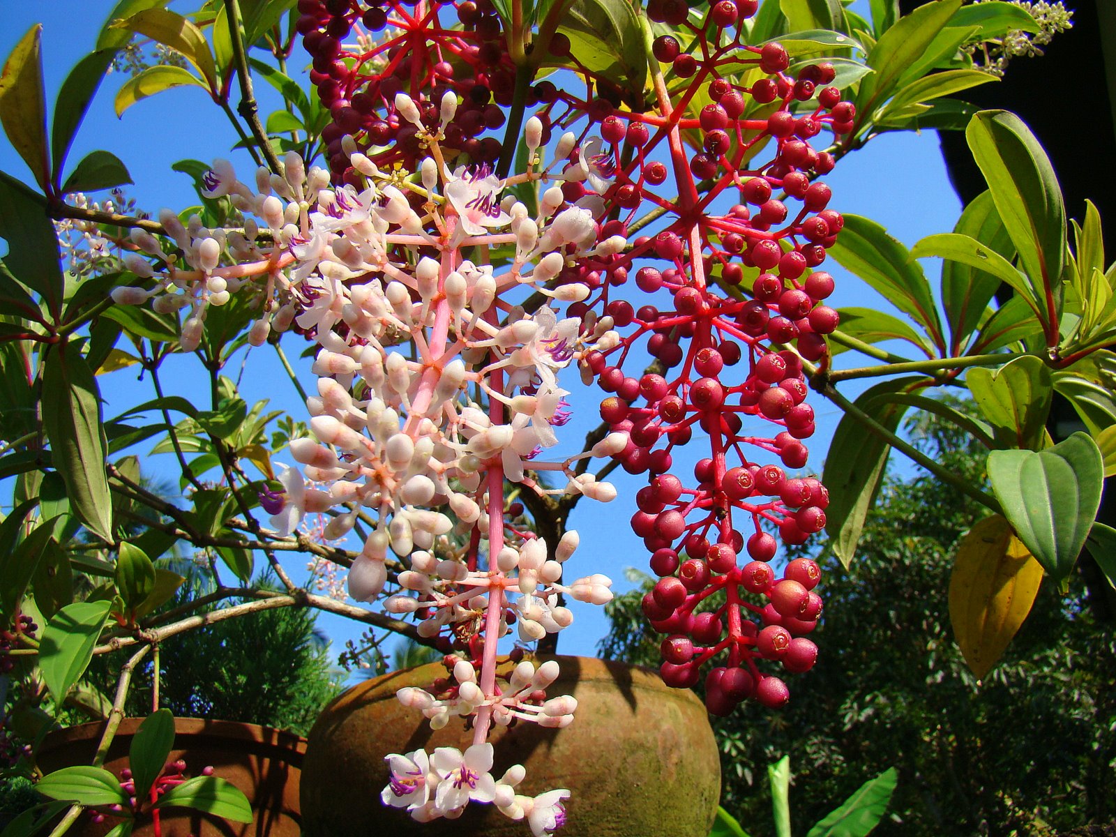 DiscoverSriLanka SRI LANKA FLOWERS