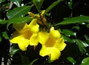 Populer 24+ Tumbuhan Alamanda