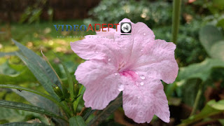 Moto Z Play camera Flower 2