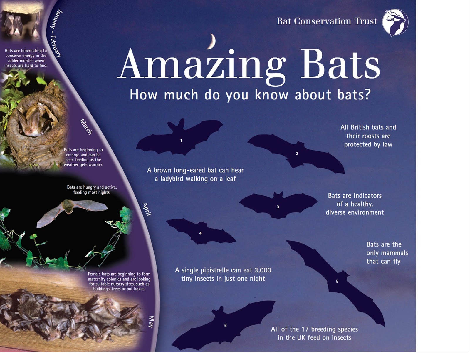 Bats are not bugs