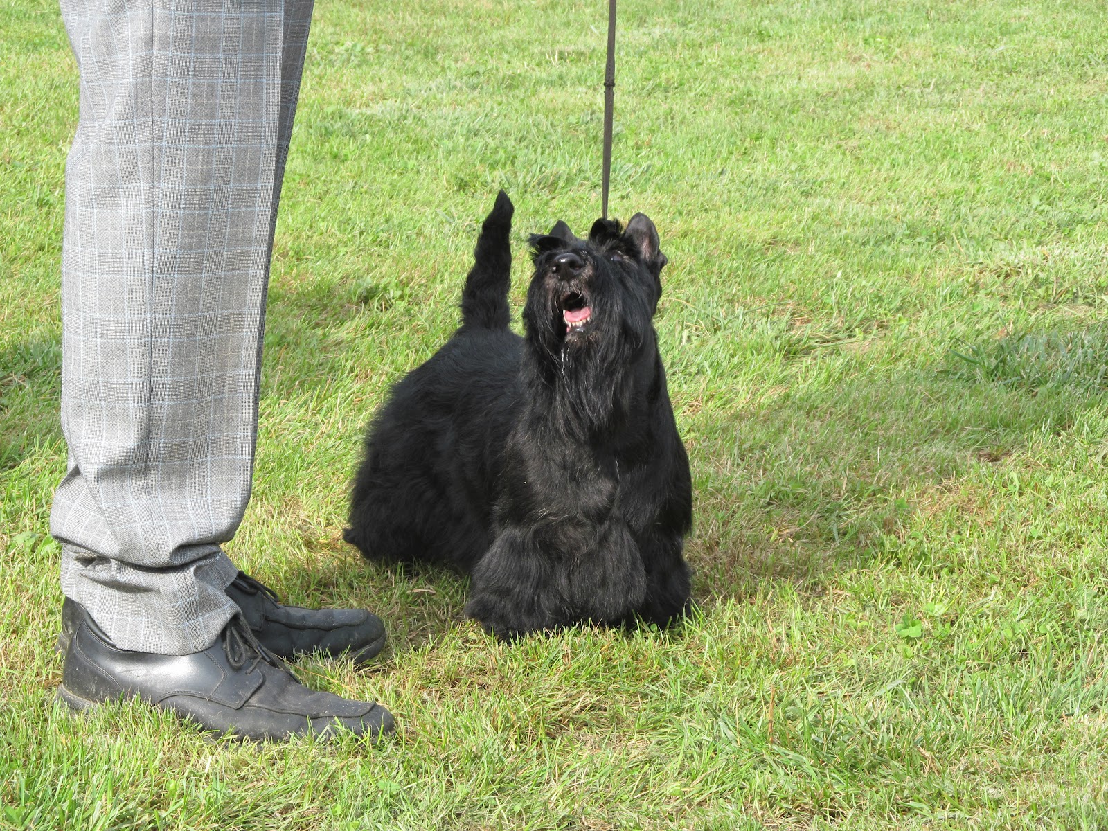 DOG SHOW POOP DEVON DOG SHOW ASSOCIATION