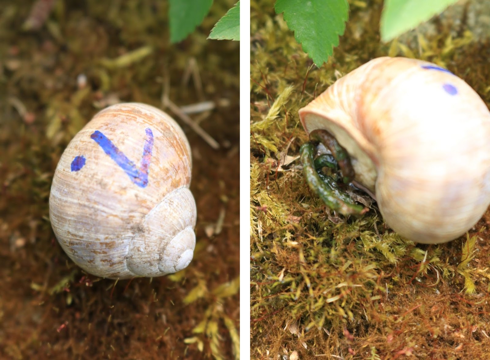 Scharfe Nacktschnecke seift sich in der Dusche ein Scharfe Nacktschnecke seift sich in der Dusche ein