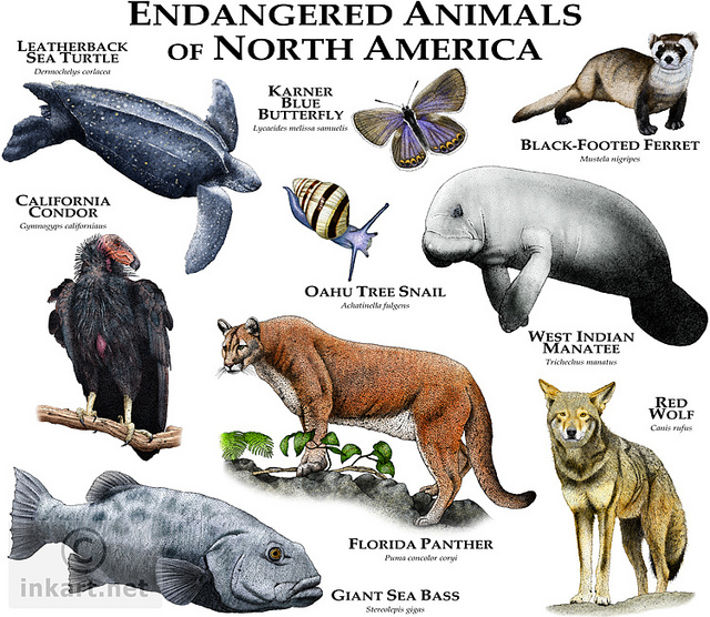 Abe's Animals: North America's most endangered animals