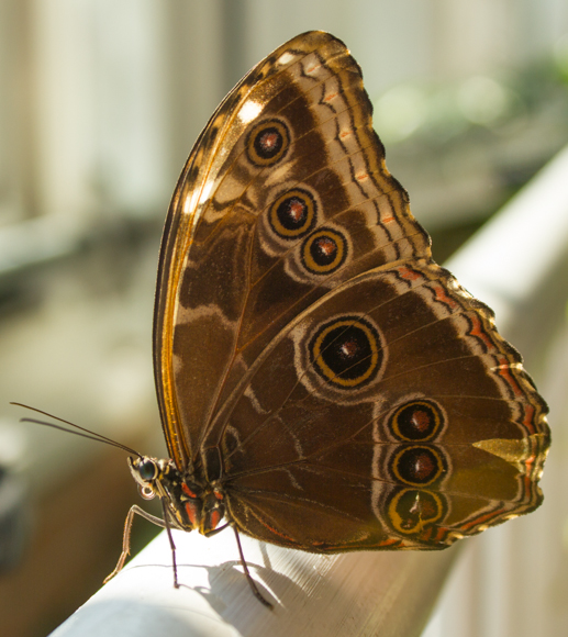 Craft Knife Zoo Tour Butterflies at the Indianapolis Zoo