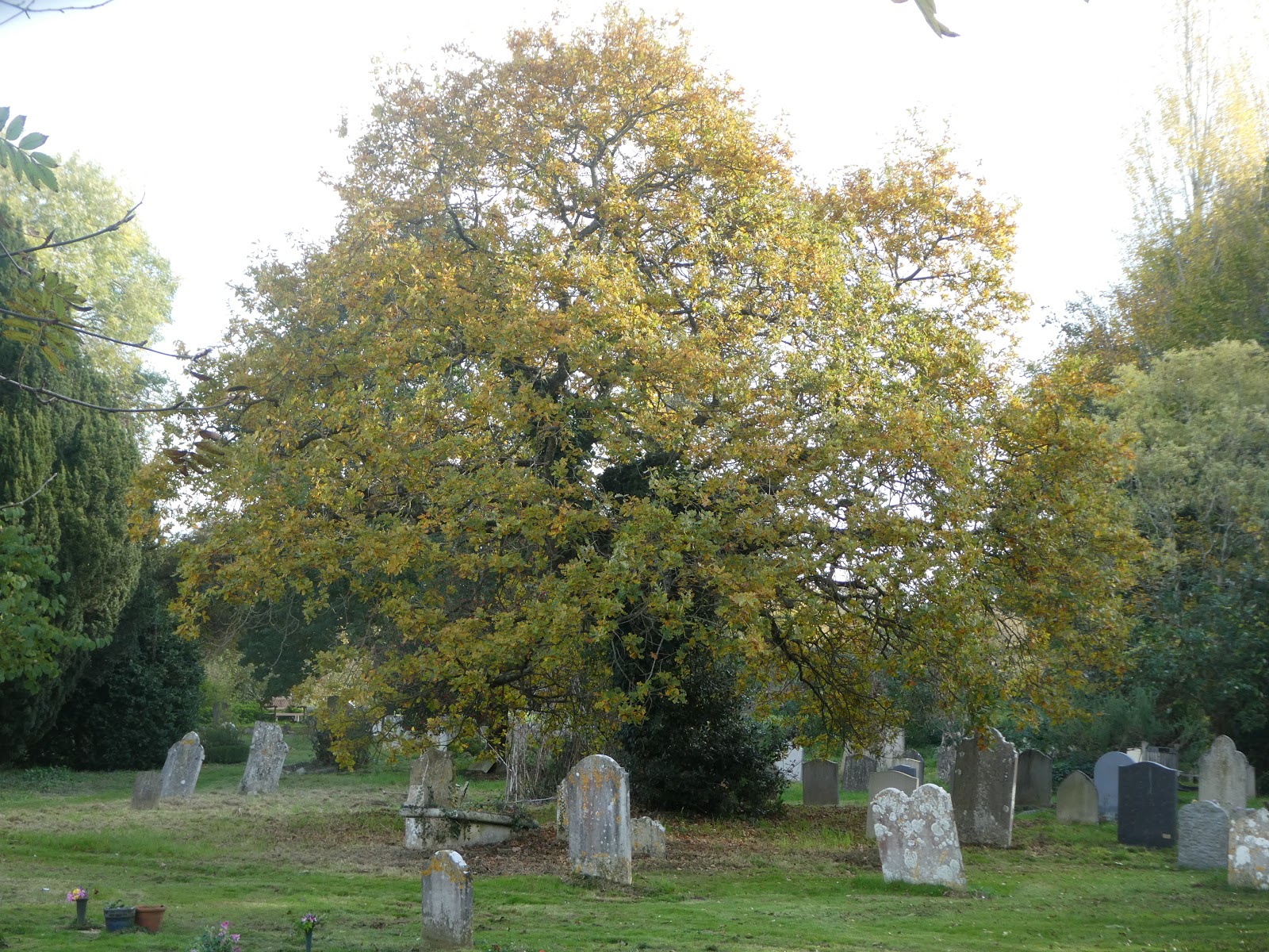 St Mary Our Lady: Sunday 4th November All Saints/All Souls