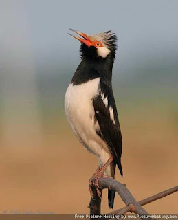 Habita Jalak Suren Yang Hampir Punah Dan Mengharuskan Penangkarnya Burung Jalak Suren Untuk Menjaga Kelestariannya