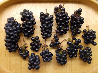 Harvest of grow your own grapes Green Fingered Blog