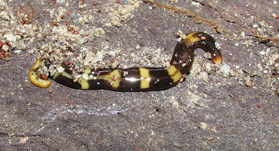 Land Planarian or flatworm