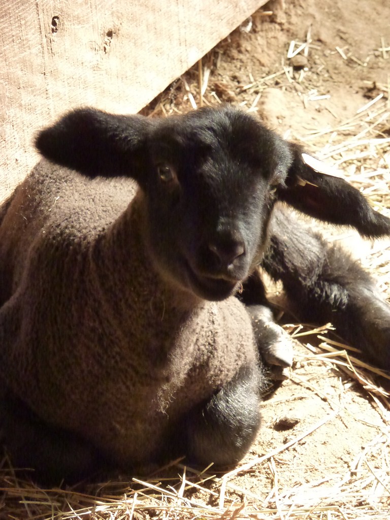 Baby Safe Finishes Baa Baa Black Sheep