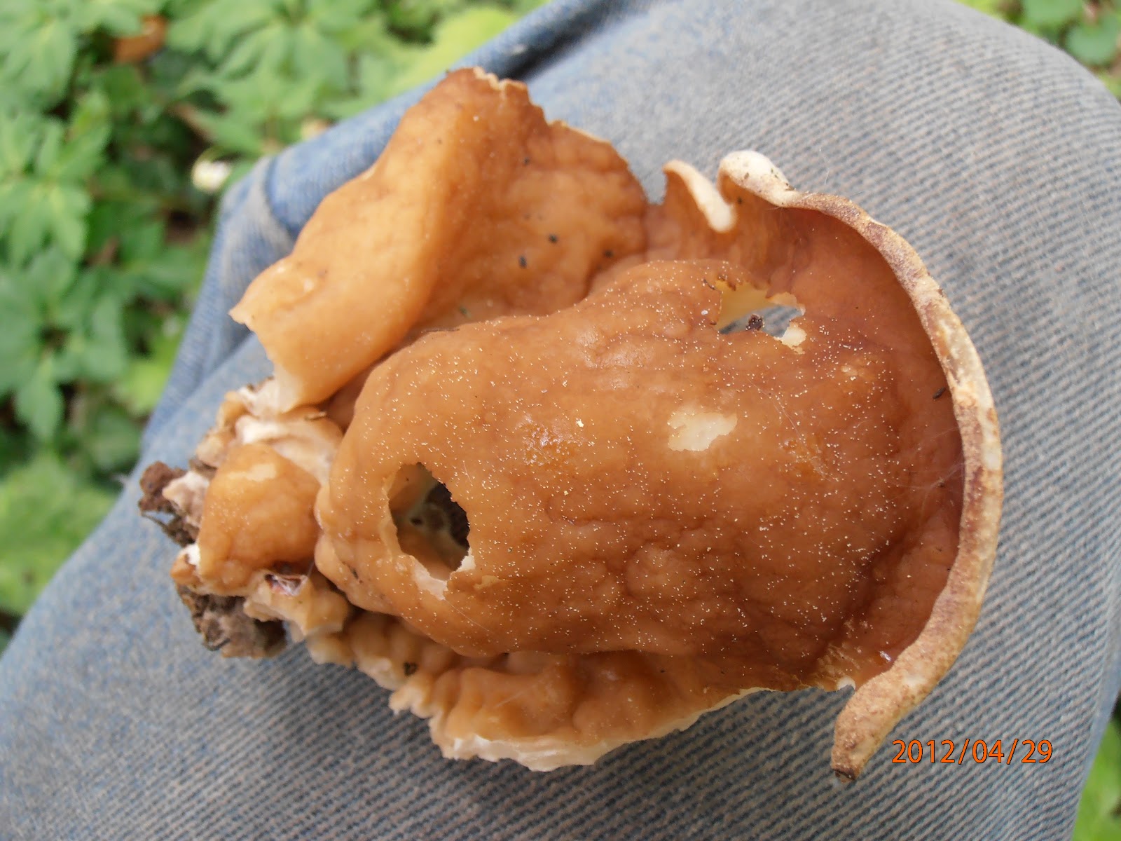 Oreilles de cochon, bêtes à corne et morilles Terra Morchellarum