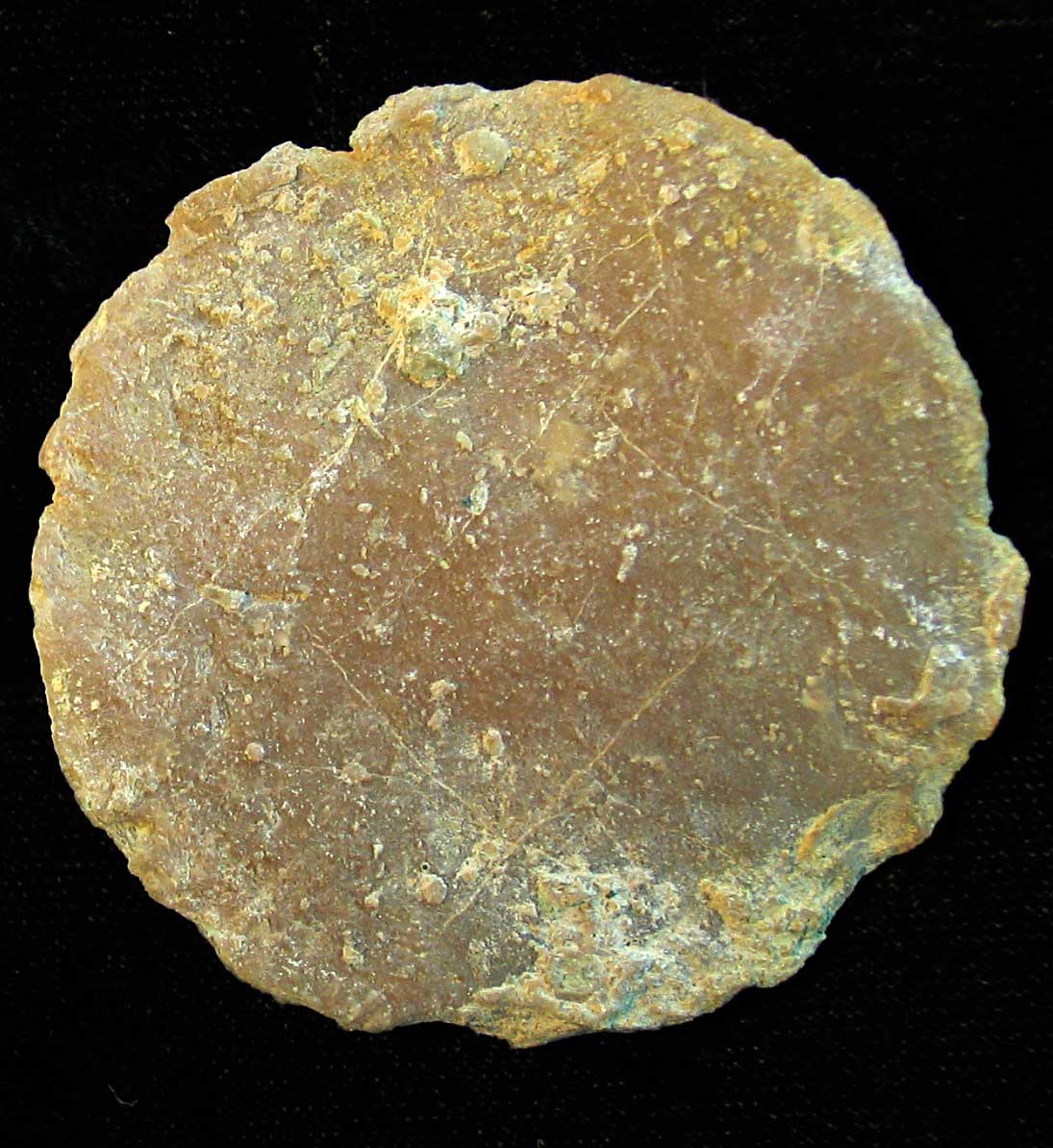 Louisville Fossils and Beyond Spanish Nummulite Fossils