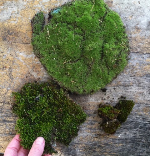 The Fern and Mossery: Which to Use: Craft Moss or Living Moss?