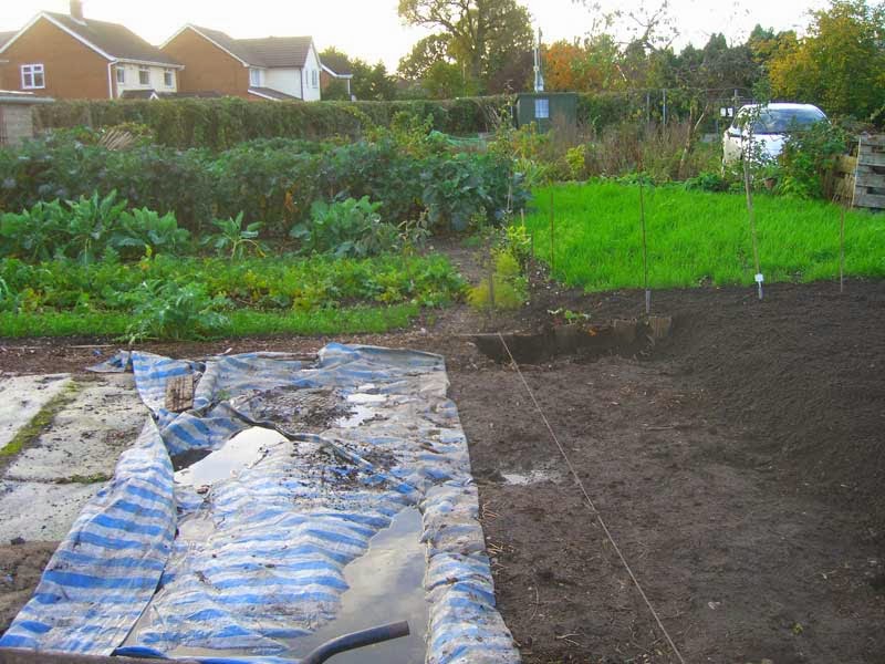 Allotment Garden: The way I get rid of couch grass (Elymus repens)
