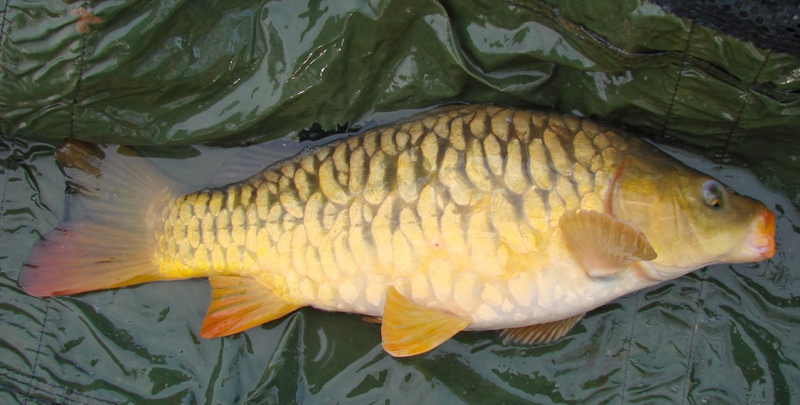 Blogs from the bank: Carp and Coarse fishing: First catch of 2014...