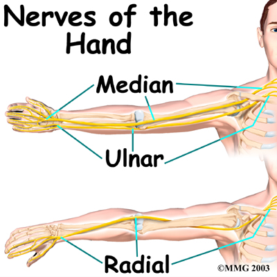 Radial Nerve Ulnar Median Radial Nerve Distribution Radial Nerve Ulnar Median Radial Nerve Distribution