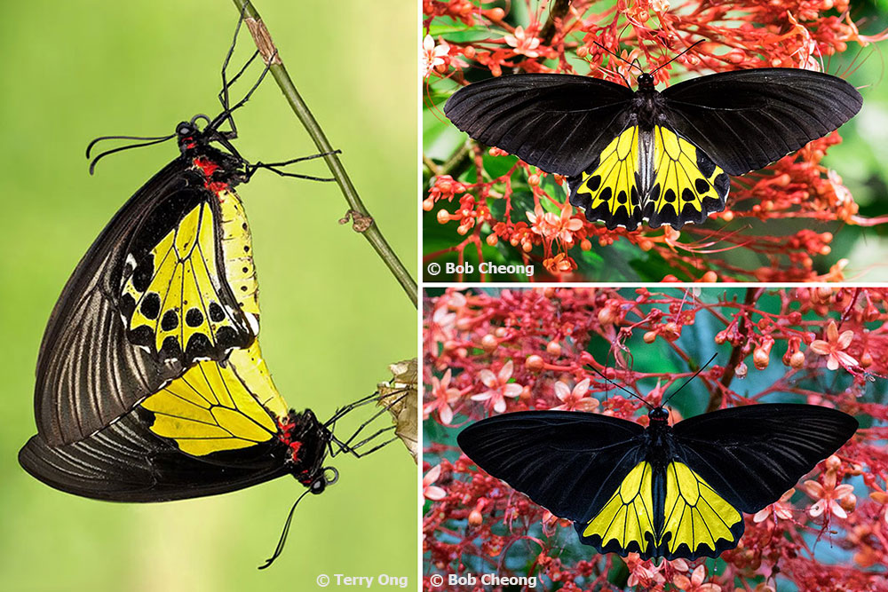 Butterflies of Singapore: Sexual Dimorphism - Part 2