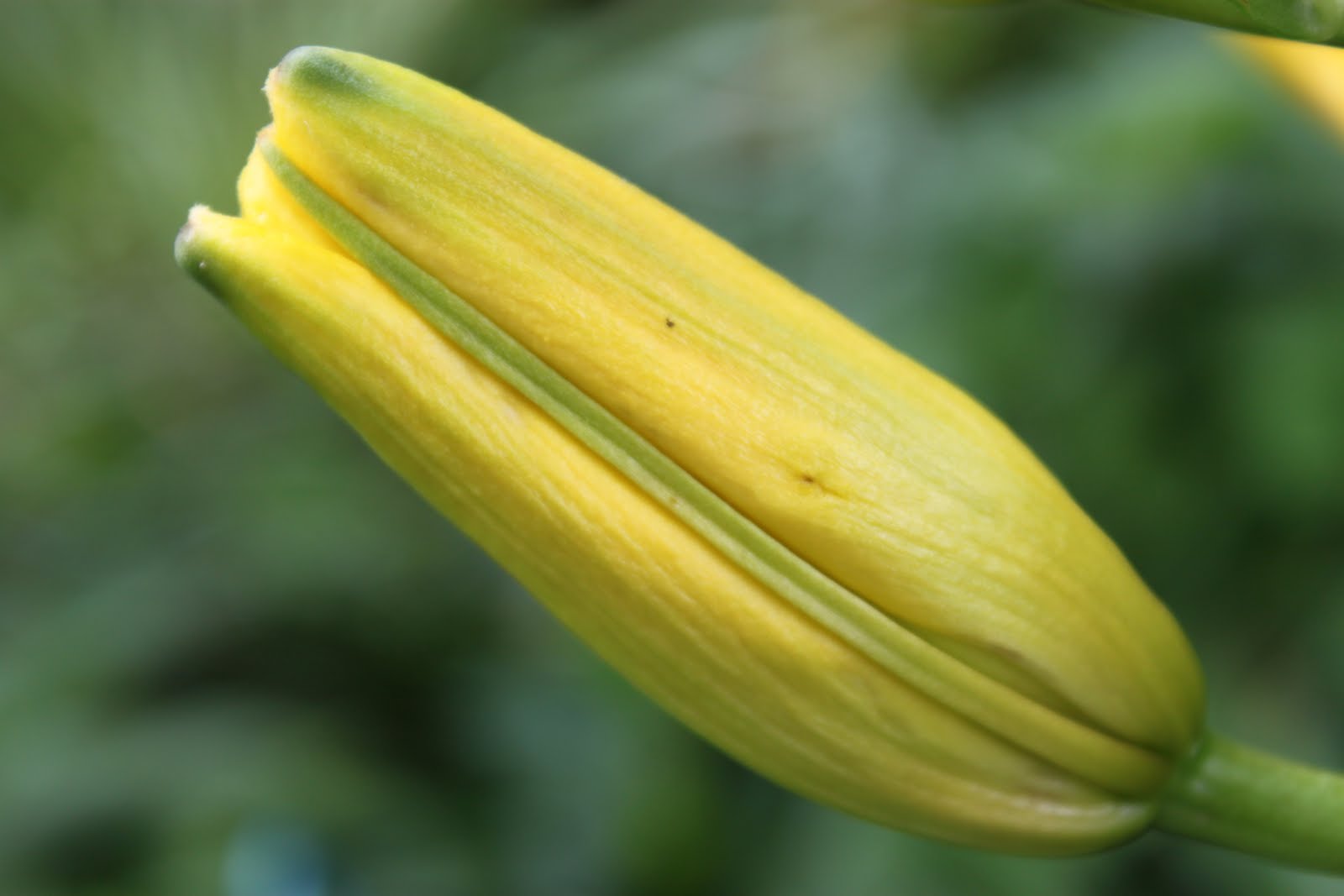 Pat's Addition Lilies of the Field