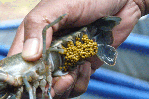 Lobster air tawar bertelur pengeraman sampai dengan menjadi juvenil