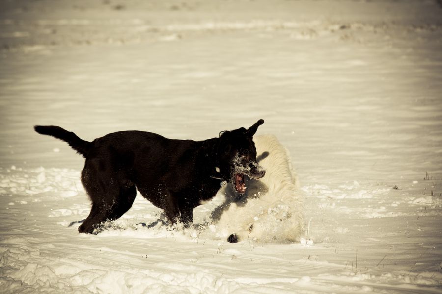 30. Playing dogs in snow by Philipp Herczeg