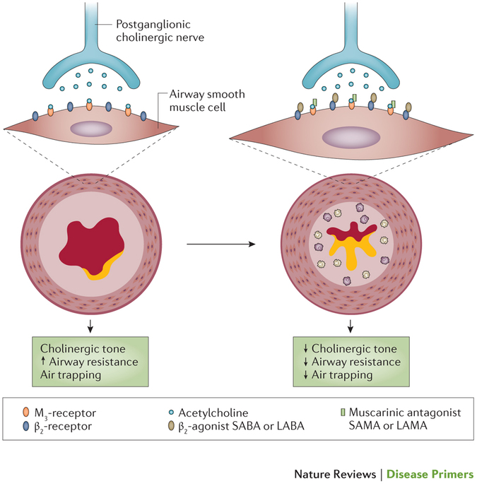 Respiratory Decade A Systematic Review With MetaAnalysis of Dual