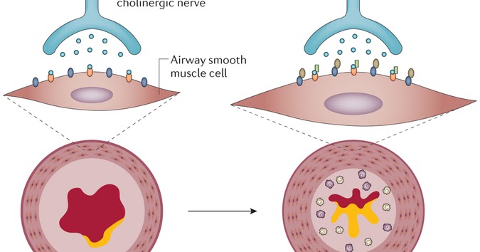 respiratory decade a systematic review with meta analysis cholinergic agonist