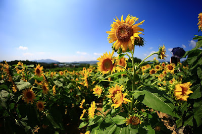 https://pixabay.com/en/sunflower-autumn-flowers-haman-2744327/