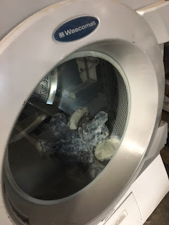 The elephant in a washing machine taking a tumble