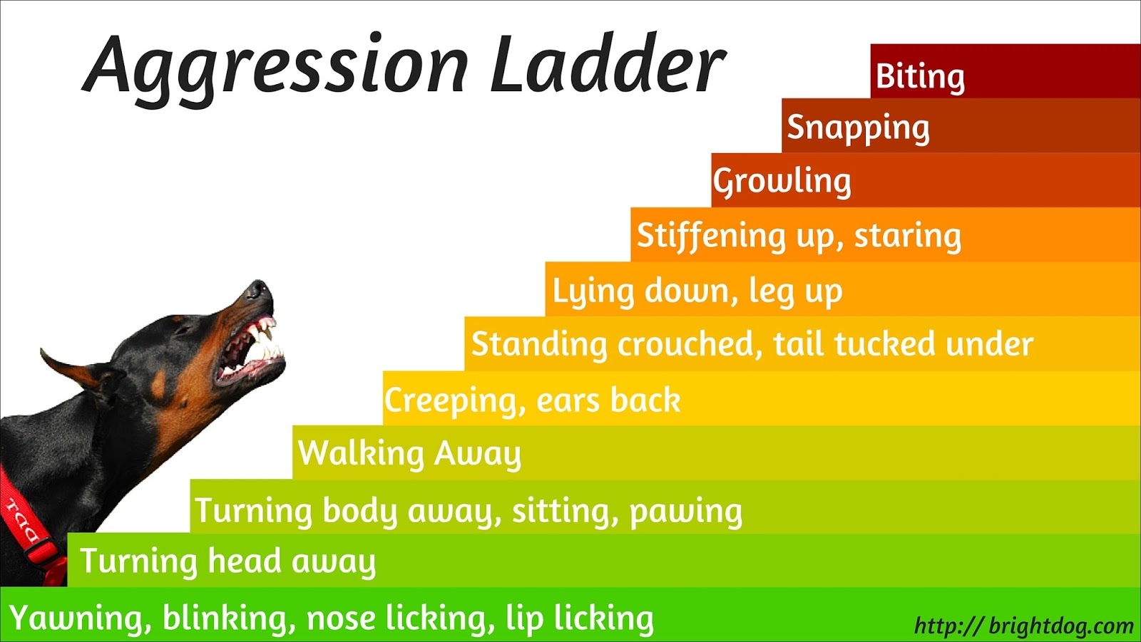 How to Survive a Dog Attack