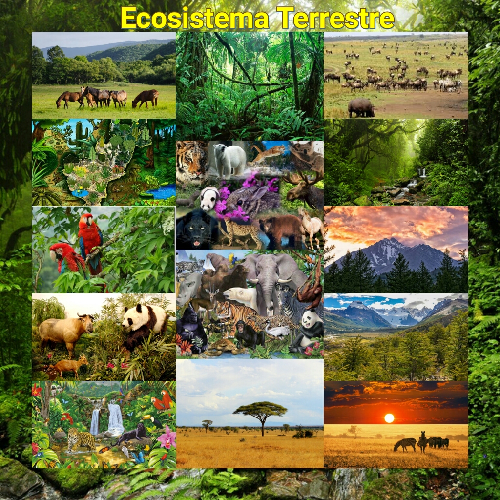 Álbumes 96+ Foto Imágenes De Todos Los Ecosistemas Alta Definición ...