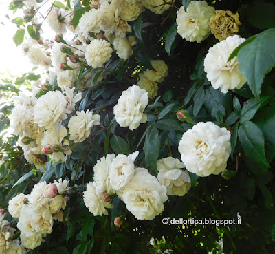 Rosa nel giardino della fattoria didattica dell ortica a Savigno Valsamoggia Bologna vicino a Zocca nell appennino