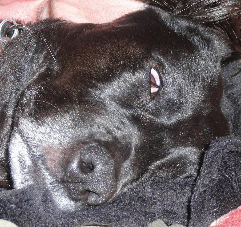 The Nictitating Membrane The Third Eyelid The Ark In Space