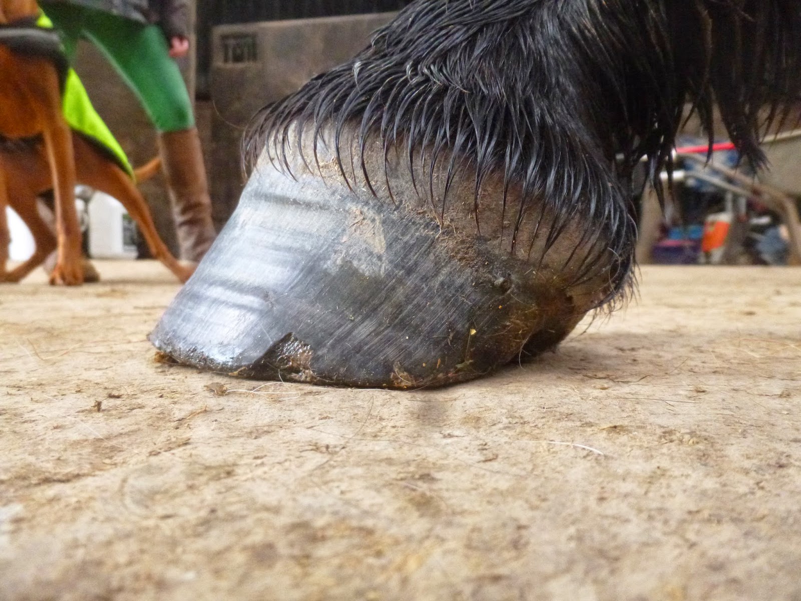 Rockley Farm The benefits of a bare hoof Gemini's 12 week update