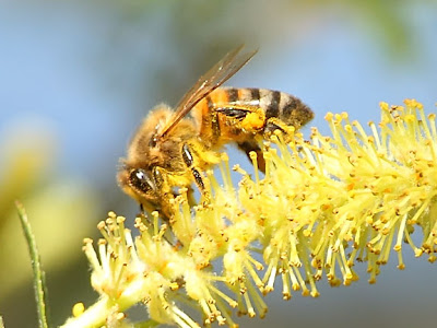 Bee with Full Pollen Sacks