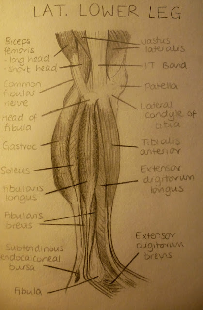 Physiotherapy Revision: Anatomy