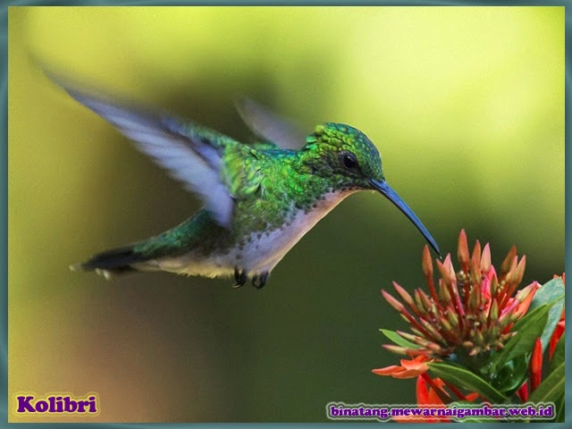 gambar binatang burung kolibri