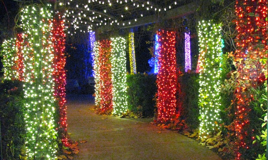 Tutoring Club of Jacksonville: Zoo Lights at the Jacksonville Zoo