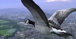 een fly vogel als bird vrij kijken drones laat je fpv naar