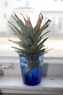 Growing a Pineapple from a Pineapple