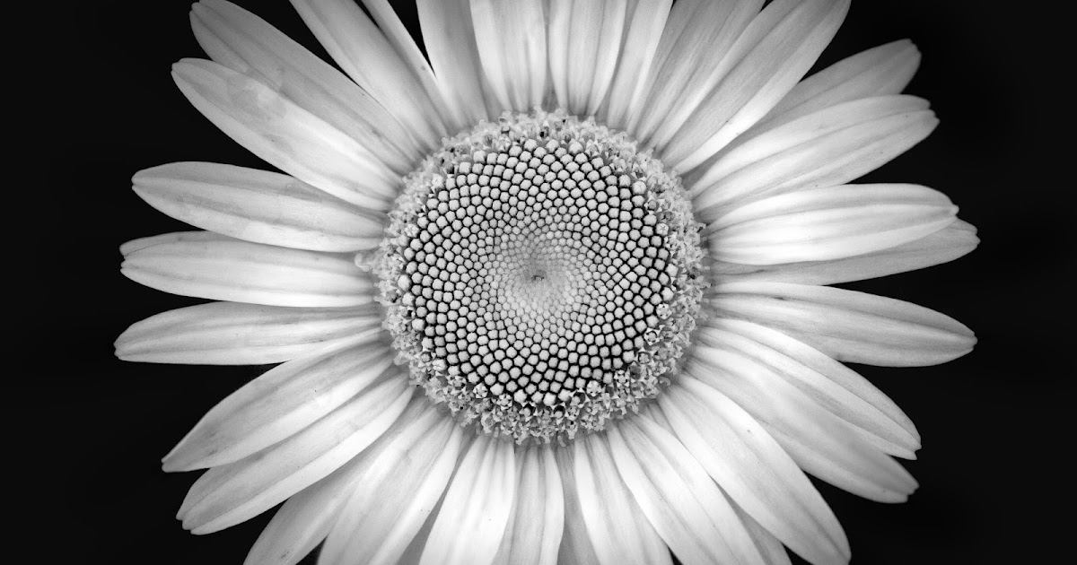 white-black-sunshine-video