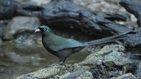 Jenis Dan Ciri Ciri Burung Murai Batu
